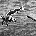 Boy And His Dog Dive Together